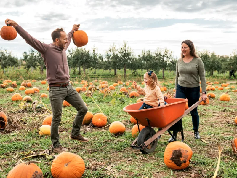 Family picking pumpkins